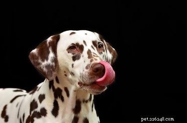Cosa fare quando il tuo cane mangia un tampone