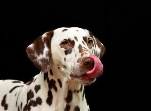 Que faire lorsque votre chien mange un tampon