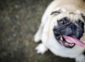 Comment savoir si votre chien ou votre chat est en surpoids