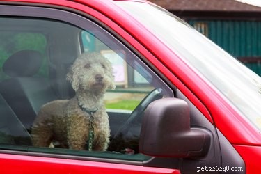 Que faire lorsque vous voyez un chien enfermé dans une voiture chaude