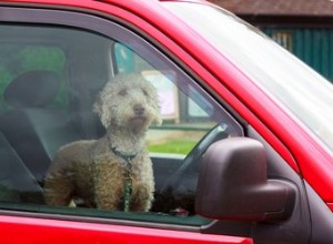 Que faire lorsque vous voyez un chien enfermé dans une voiture chaude