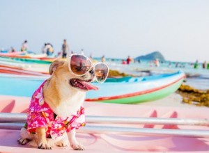 Нужен ли моей собаке солнцезащитный крем?