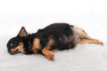 16 överraskande fakta om hundgraviditet som du behöver veta