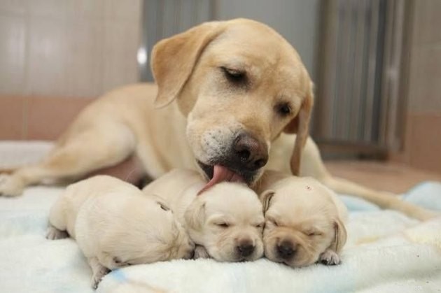 16 verrassende feiten over hondenzwangerschap die u moet weten