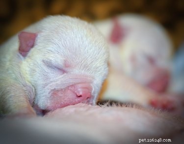16 verrassende feiten over hondenzwangerschap die u moet weten
