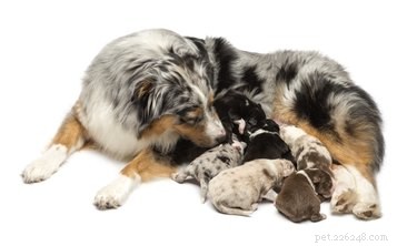 16 удивительных фактов о беременности собак, которые вам нужно знать