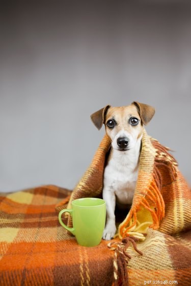 9 вещей, которые нужно знать, чтобы защитить своих питомцев от вспышки собачьего гриппа