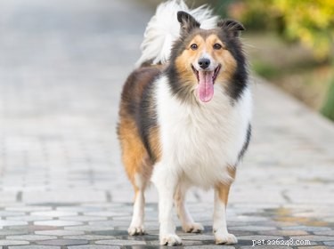9 coisas que você precisa saber para proteger seus animais de estimação do surto de gripe canina