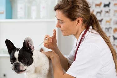 9 saker du behöver veta för att skydda dina husdjur från hundinfluensautbrottet