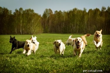 Полезен ли бег трусцой для собак?