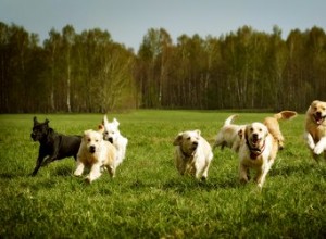 Le jogging est-il sain pour les chiens ?