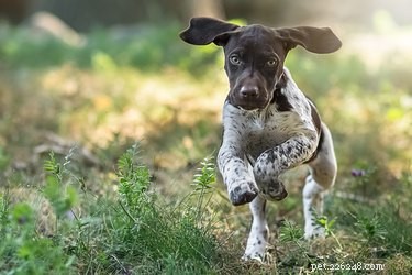 Je běhání pro psy zdravé?