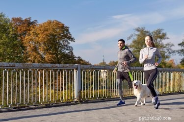 Är joggning hälsosamt för hundar?
