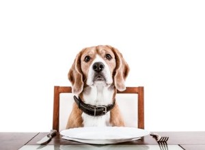 Comment préparer les repas que les chiens et les humains peuvent manger ensemble