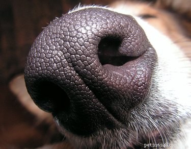 17 häpnadsväckande fakta om hundar som kommer att blåsa upp dig