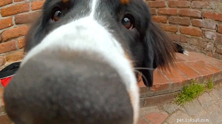 17 curiosità sui cani che ti lasceranno a bocca aperta