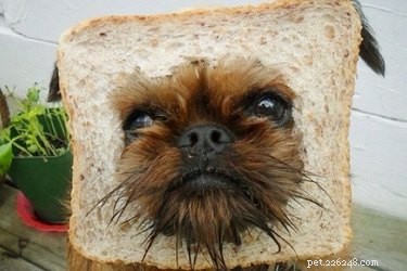 La farina fa male ai cani?