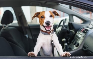 Qual ​​é a maneira mais segura de transportar seu cachorro no carro?