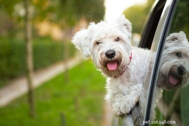 Vad är det säkraste sättet att transportera din hund i bilen?