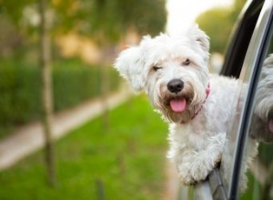 Quel est le moyen le plus sûr de transporter votre chien dans la voiture ?