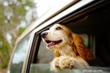 Wat is de veiligste manier om uw hond in de auto te vervoeren?