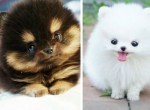 かわいい動物の写真を見ると、脳内で何が起こりますか？ 