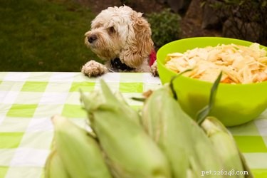 Mohou psi jíst kukuřičné klasy?