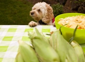 犬は穂軸でトウモロコシを食べることができますか？ 