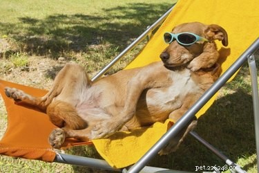 Hur man håller hundar svala under sommaren