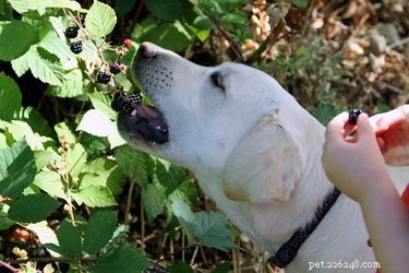 Os cães podem comer amoras?