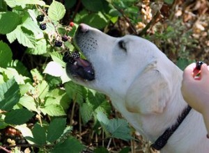 犬はブラックベリーを食べることができますか？ 