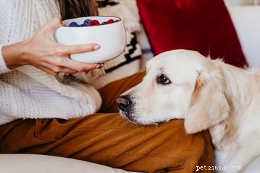 Os cães podem comer amoras?
