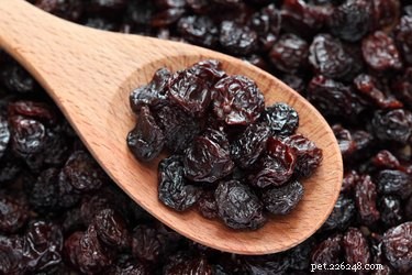 Les chiens peuvent-ils manger des raisins secs ?