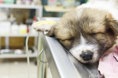 Metaalvergiftiging bij honden