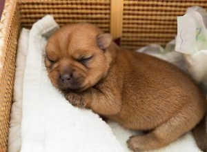 Les chiots ont-ils les oreilles fermées à la naissance ?