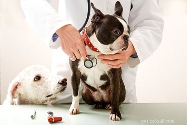 Příznaky a příznaky srdečních onemocnění psů