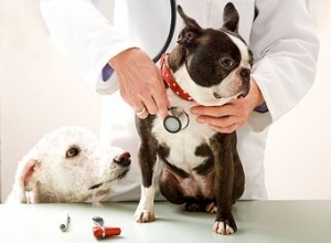 Signes et symptômes des maladies cardiaques chez le chien