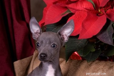 Le stelle di Natale sono davvero mortali per i cani?