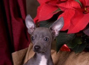 Les poinsettias sont-ils vraiment mortels pour les chiens ?