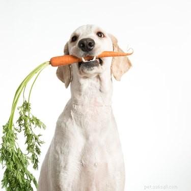 Donner des haricots verts aux chiens
