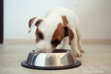 子犬の食べ過ぎを防ぐ方法 
