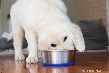강아지에게 너무 많이 먹이는 것을 방지하는 방법