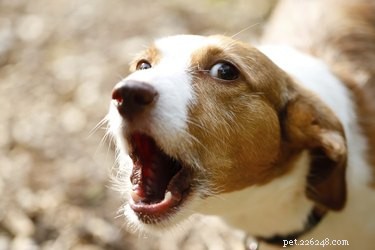Zijn citronella-sprayhalsbanden veilig voor honden?