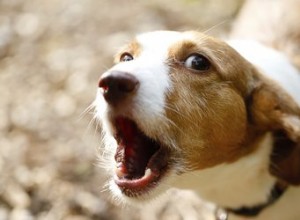 Les colliers vaporisateurs à la citronnelle sont-ils sans danger pour les chiens ?