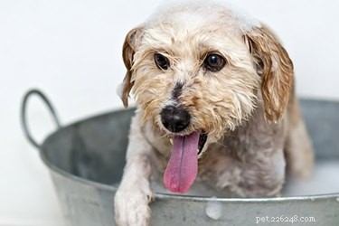 Tipy pro psy se suchou kůží