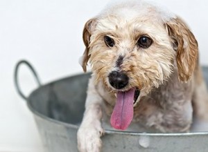 Conseils pour les chiens à la peau sèche