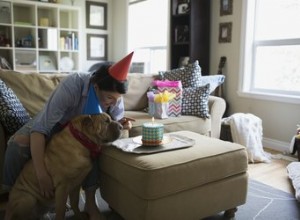 Glaçage facile pour les gâteaux pour chiens