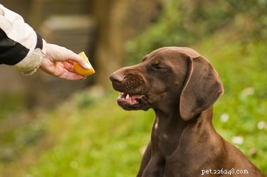 Являются ли цитрусовые вредными для собак?