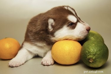 Zijn citrusvruchten slecht voor honden?