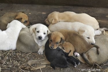Kan een nest puppy s meerdere vaders hebben?